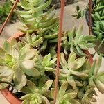 Sedum adolphi List