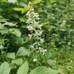 Platanthera bifolia Цвят