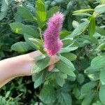 Spiraea douglasii Virág