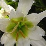 Hymenocallis liriosme Flower