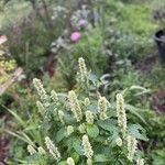 Agastache scrophulariifolia ফুল