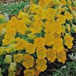 Tropaeolum polyphyllum عادت داشتن