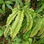 Adiantum hispidulum Hoja