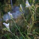 Linaria × sepium Floare