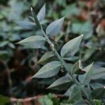 Ruscus aculeatus Leaf