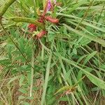 Tephrosia purpurea Leaf