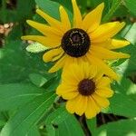 Rudbeckia hirta Flower