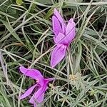 Colchicum autumnaleКвітка