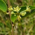 Helinus integrifolius Blomst