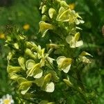 Pedicularis ascendens Flower