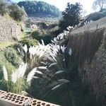 Cortaderia selloana Habitat