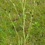 Hieracium sabaudum Habit