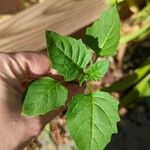 Solanum nigrum Φύλλο