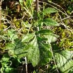 Scabiosa cinerea Листок