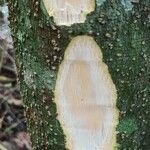 Albizia gummifera Bark