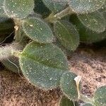 Antirrhinum hispanicum Leaf