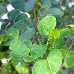 Bauhinia tomentosa Foglia