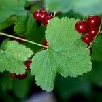 Ribes rubrum Frunză