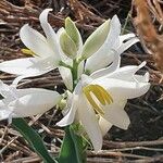 Chlorophytum tuberosum Kukka