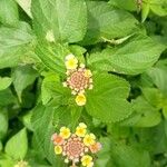 Lantana camaraFloare