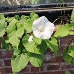 Calystegia silvatica Floare