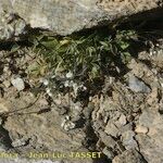 Draba dubia Hábito