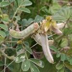 Tephrosia villosa Fruit