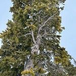 Pinus longaeva Écorce
