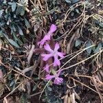 Saponaria sicula फूल