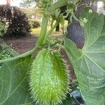 Sicyos edulis Fruit