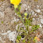 Ranunculus paludosus आदत