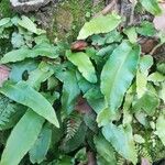 Asplenium scolopendrium Yaprak