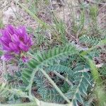 Astragalus hypoglottis Blad