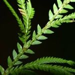 Selaginella conduplicata पत्ता