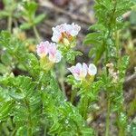 Ornithopus perpusillus Flower