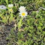 Erigeron caespitosus Flower