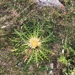 Carlina acanthifolia Blad