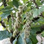 Pterostyrax hispidus Froito