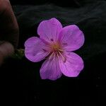 Geranium donianum Habitus