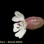 Silene uniflora Otro