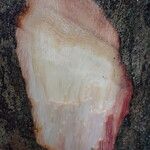 Trichilia prieuriana Écorce