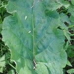 Arctium nemorosum Feuille