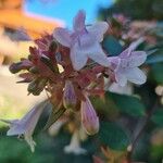 Vesalea grandifolia Цвят