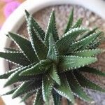 Haworthia attenuata পাতা