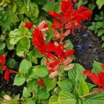 Salvia splendens 花