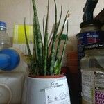 Dracaena stuckyi Yaprak