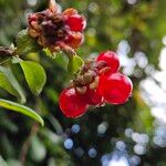 Lonicera periclymenum Fruit