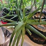 Aloe vera পাতা