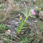 Linaria arvensis List