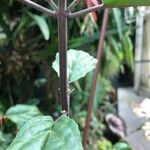Scutellaria costaricana Escorça